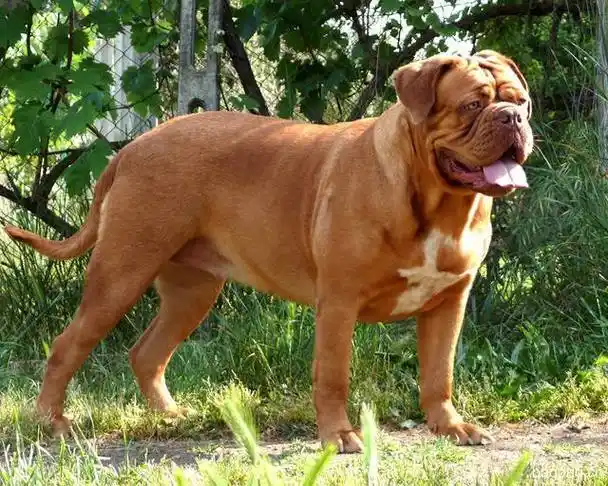 "波尔多"(dogue de bordeaux)又称波尔多獒,法国獒和波尔多犬.