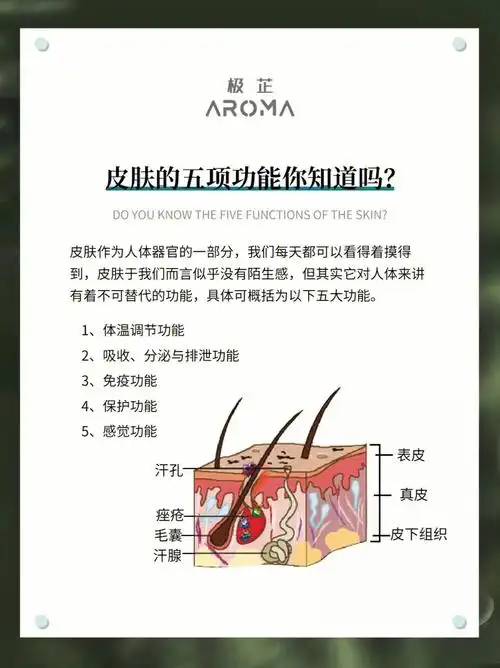 皮肤的功能你了解多少❓