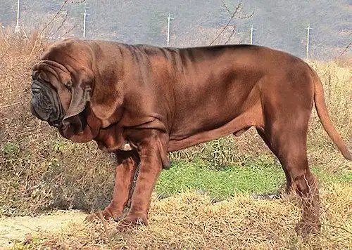 原创世界上著名的二十种超大型狗你认识多少