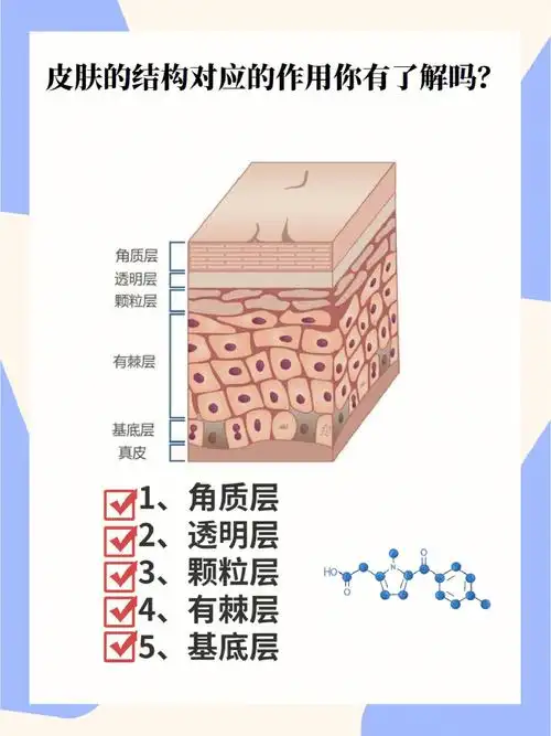 哈喽,你的9494来啦,这次给带来的是皮肤结构对应着日常护理步骤