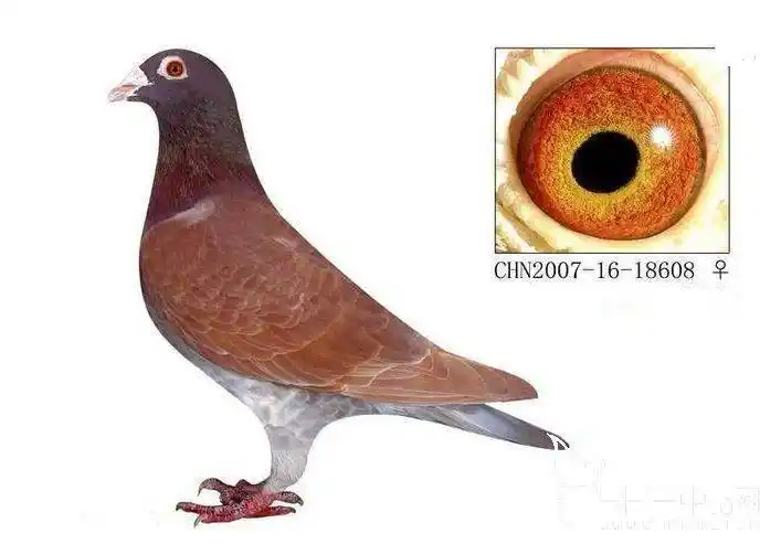 巧用绛鸽搭桥红配红照样出好鸽子