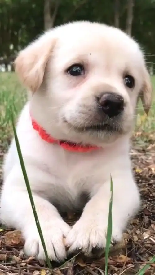 萌宠:小奶狗真可爱,最后的微笑有没有治愈到你!