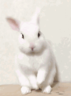 作揖的兔子 养萌千日 用萌一时 可爱 卡哇伊 cute lovely 可爱小动物