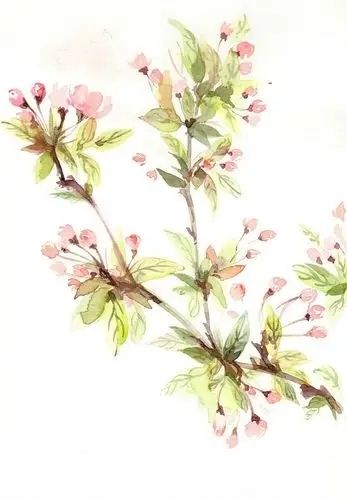 花草,水墨,封面,淡雅,唯美,插画,古风