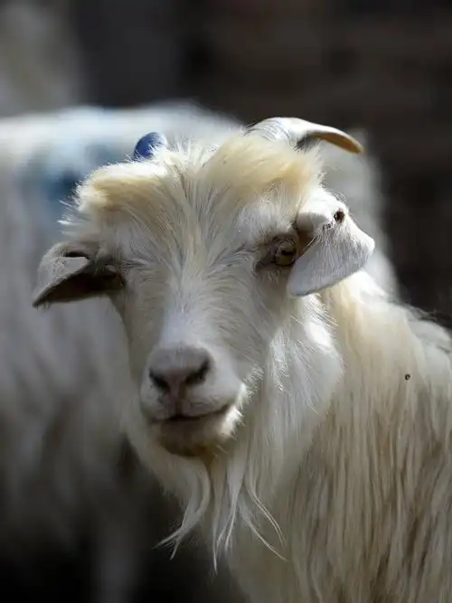 山羊作业之三:你看着我 - 美篇