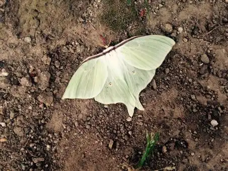 照片素材(图片): 大水青蛾