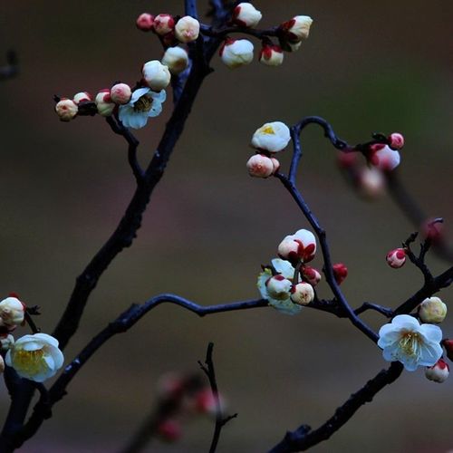 原生龙游梅盆栽盆景老桩树苗室内花卉耐寒耐热植物游龙梅庭院