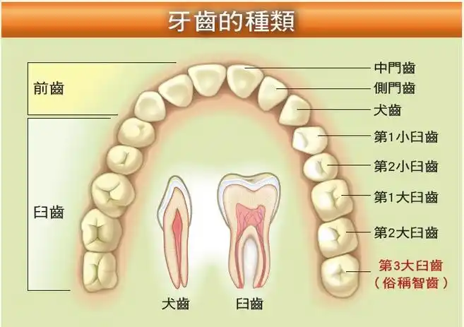 p>大臼齿,简称臼齿,俗称磨牙(客语:撞牙),是人类和其它 a href="#"