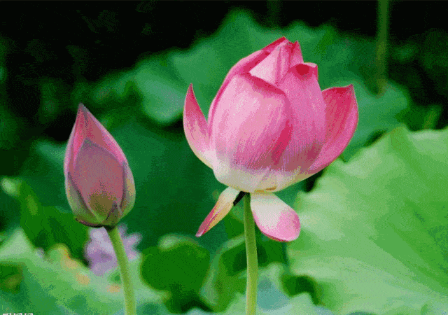 金山湖荷花竞相绽放,市民"打卡"赏花络绎不绝