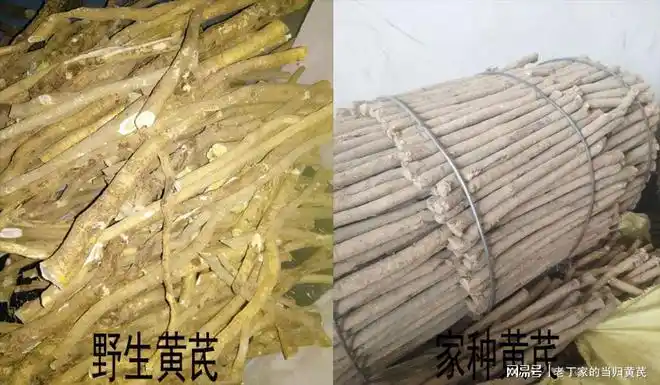 上百元买的野生黄芪是假的药农老丁教你辨别野生黄芪和家种黄芪