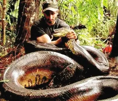 回顾蛇吞活人秀穿成这样怎么吃实拍蛇吞蛇全程慎看