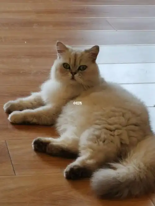 回家看到的小猫咪们