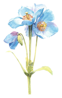 【ps免抠素材】※※※※史上最全的花类png透明素材293p※※※※_ps吧