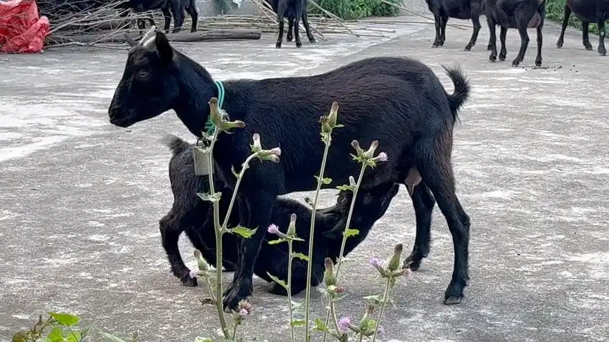 100头浏阳黑山羊值多少