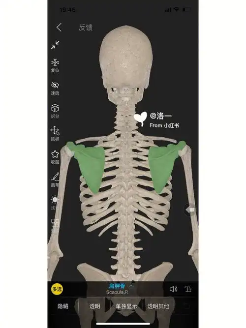 上角,下角,外侧角三个缘:上缘,内侧缘,外侧缘肩胛骨上角:对应第2肋骨