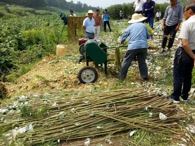 产业发展见成效,苎麻基地看丰收