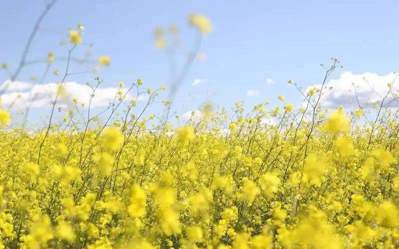 小清新唯美春季花卉桌面壁纸