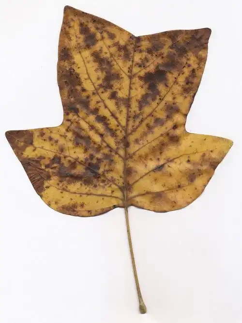 一片枯叶 图片素材下载-底纹背景-背景花边-图片素材 - 集图网 www.