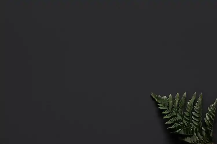 黑色背景的绿色蕨叶