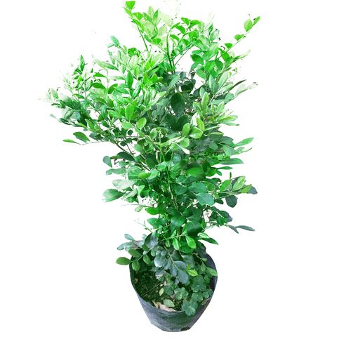 九里香盆栽七里香树苗四季开花庭院盆栽