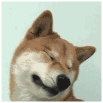 表情沙雕狗子表情包