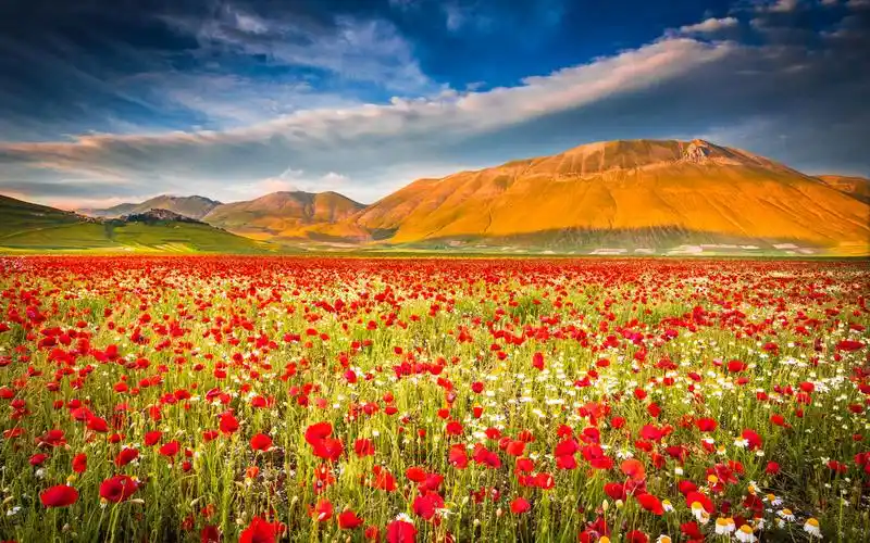 春天的花海唯美壁纸