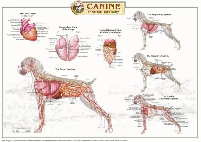 犬内部器官解剖学图示(英)