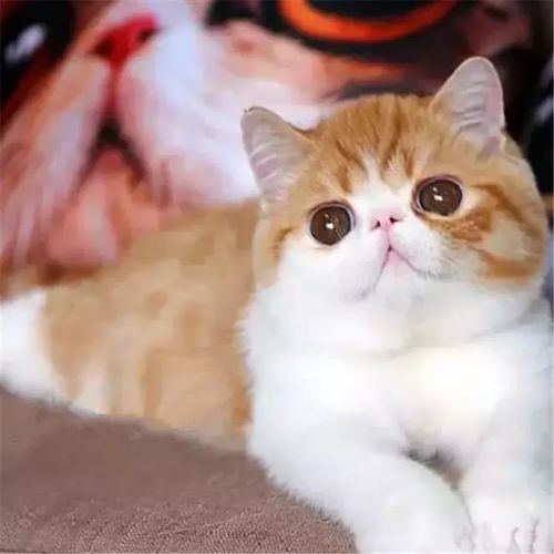 纯种加菲猫幼崽异国短毛猫活幼体家养小型可爱加肥活体宠物猫