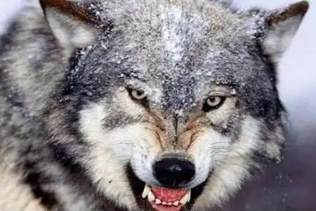 梦见狼是什么意思 是工作有所晦气吗