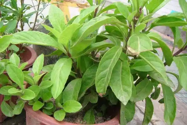 金鸡毛草有清热解毒,止血,凉血等的功效,还可以治疗急性结膜炎,心肺积