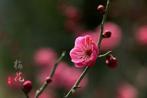 最美分享梅花