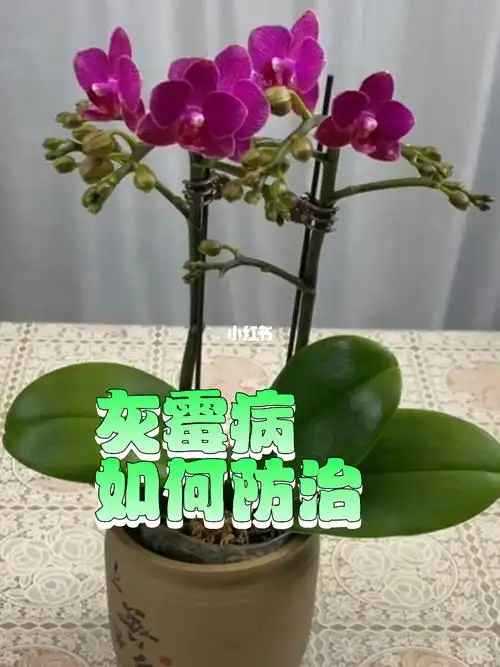 蝴蝶兰病害必看系列260灰霉病病症及防治