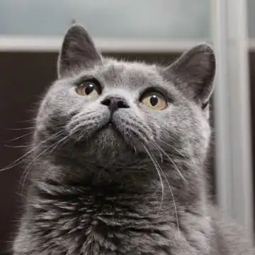 蓝猫猫妈的个人主页 - 西瓜视频