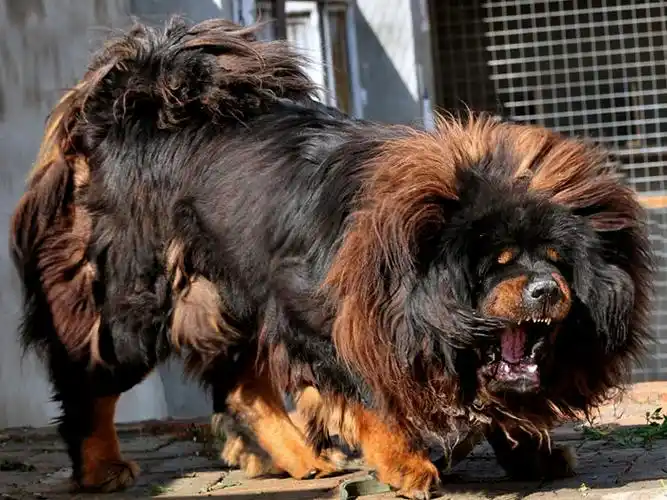 品牌獒园-藏獒展示—藏獒在线—中国藏獒专业权威网站—藏獒视频,图片