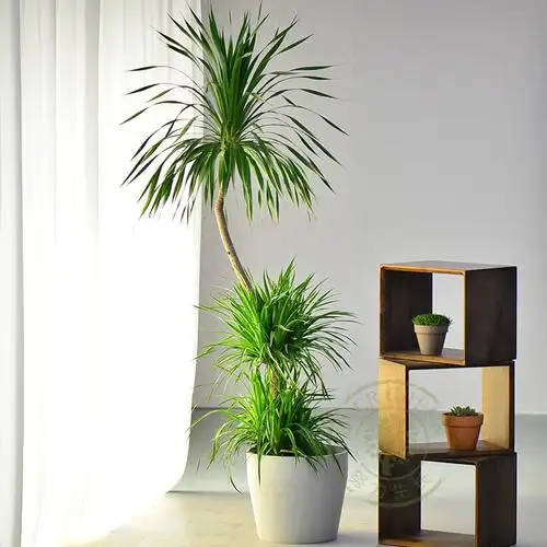 龙血简约北欧欧风ins室内网红大型植物盆栽大型绿植