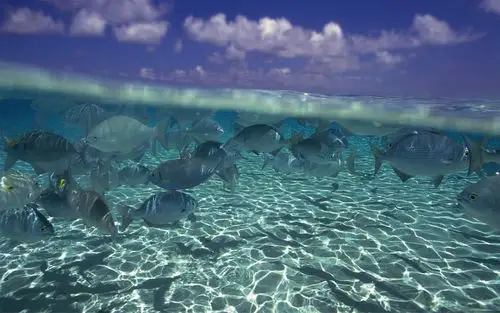 海底世界奇妙之旅摄影电脑壁纸图片大全