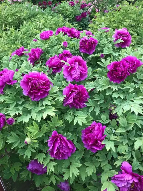 这朵牡丹花叫魏紫,很漂亮吧.