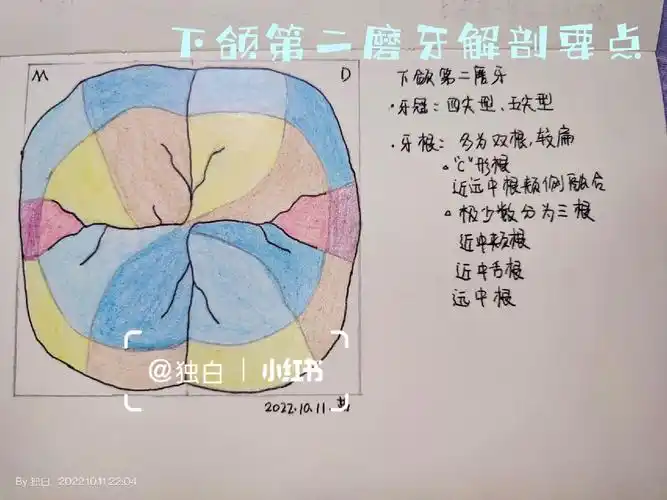 口解下颌第二磨牙解剖要点笔记