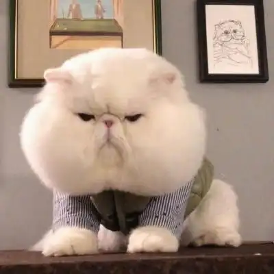 猫咪大脸头像高清可爱又胖又萌的猫咪头像图片