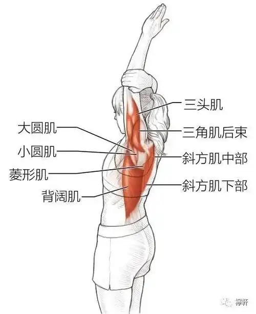 预防健身训练损伤之肩颈篇|肌肉|肌群|肌腱|肱二头肌_网易订阅