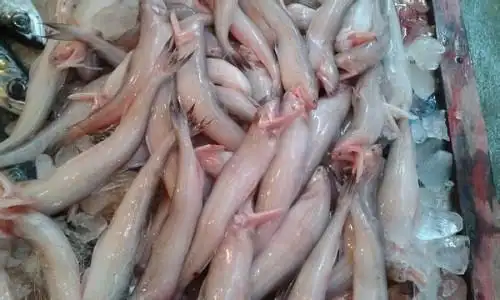 广东人口中的捞牛鱼是什么鱼