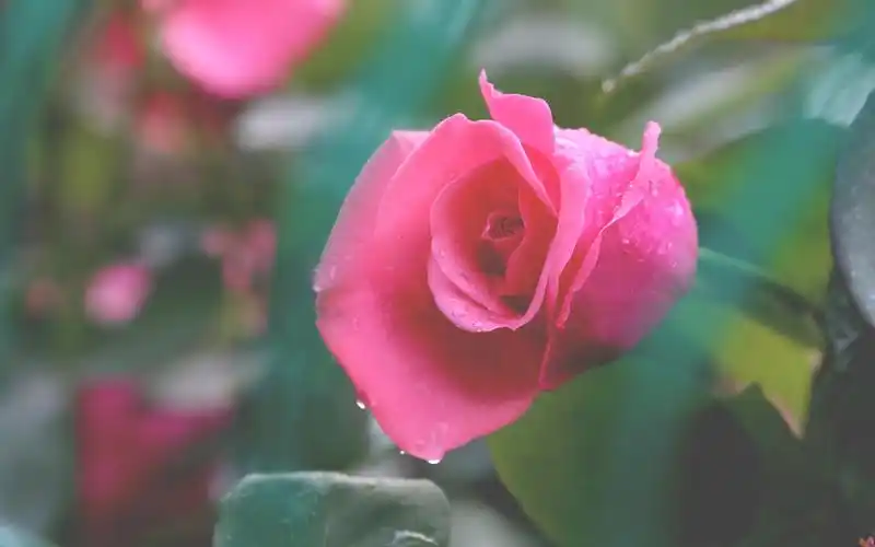 粉嫩娇艳的月季花图片桌面壁纸_风景壁纸_壁纸下载_美桌网