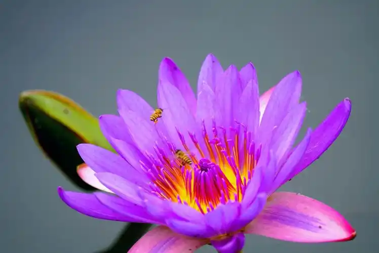 您知道"九品香水莲花"吗?