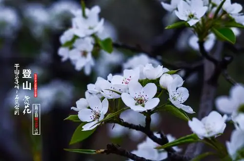 千山梨花