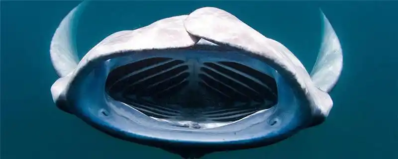 蝙蝠鱼和魔鬼鱼区别