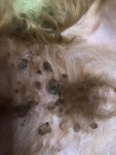 我家狗狗,今天发现肚子上有黑色的大包,这是怎么回事?急