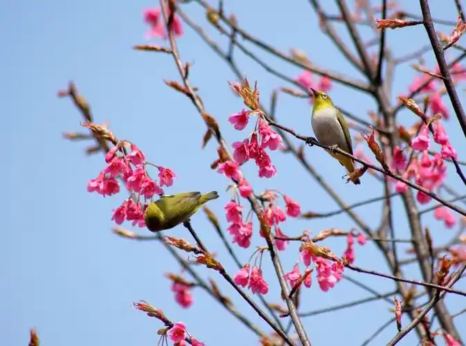春天来了,鸟语花香.