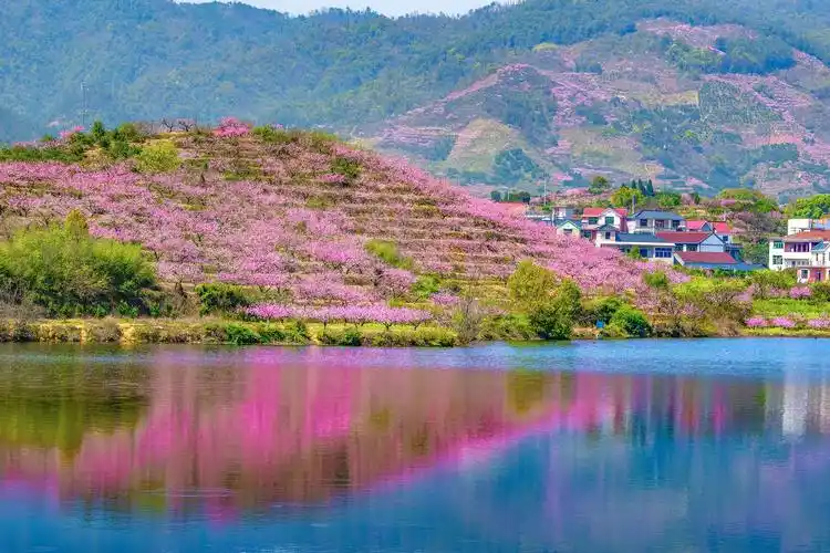 串点成链,打造了6条美丽风景线,吸引了大量的游客来源东赏桃花,品美食