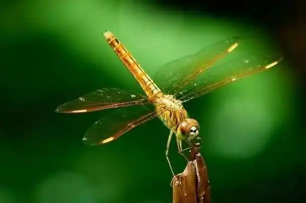 蜻蜓为何总是在雨天前后成群出现?平时的它们在哪?_昆虫_地方_水体
