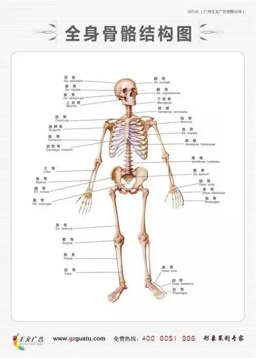 骨外科主治医师_全身骨骼结构图